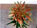 Aloe ciliaris